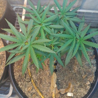 indica-or-sativa-dominant-help-please-2.jpg