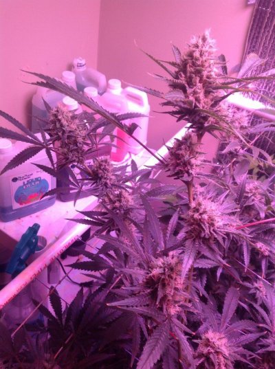 Perpetual Growing Cannabis In Water