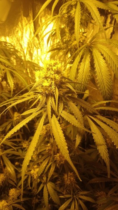 No Nutrients Left