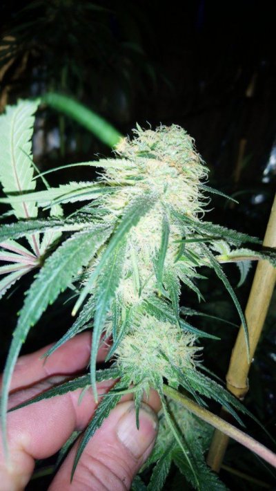 No Nutrients Left
