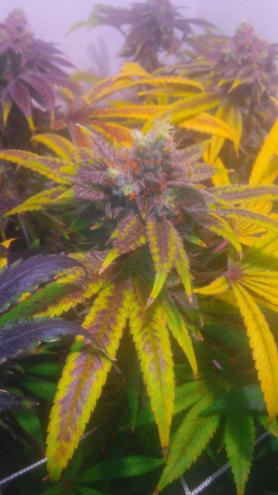 Sour Urkle.jpg