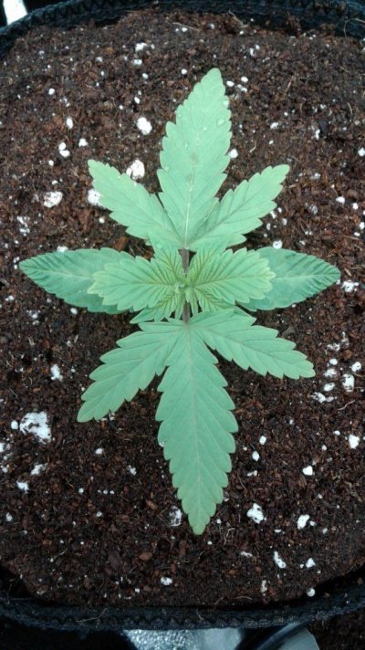 Bag Seed With A Comeback!