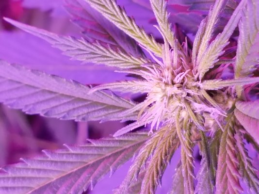 Just An Educated Stoner New To Growing.