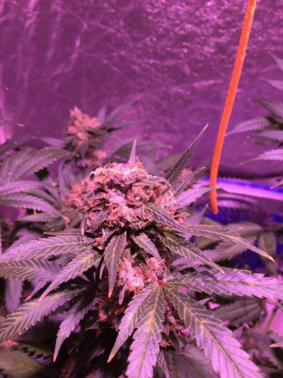 First Grow And Scrog, How's It Looking?