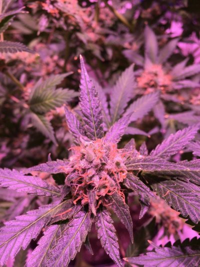 First Grow And Scrog, How's It Looking?