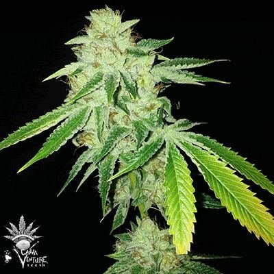 Pure-Ghost-OG-Choice-CannaVenture.jpg