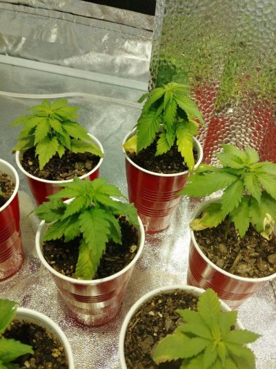 seedling-issue-low-night-temps-3.jpg