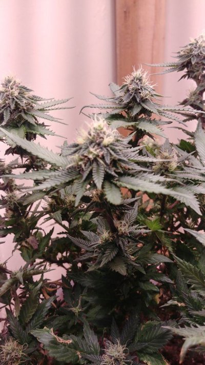 Posting Updates On The Plants.