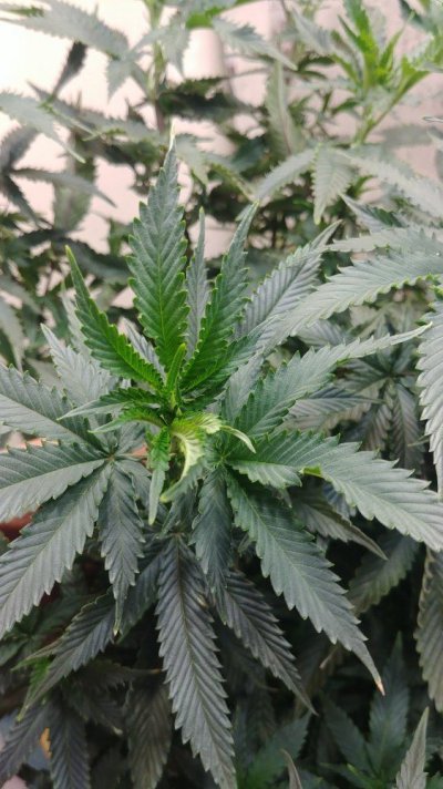 Posting Updates On The Plants.