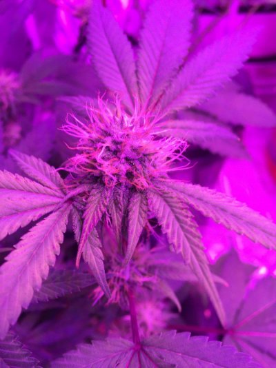 Blooming Og Kush, Glueberry, Blueberry And More
