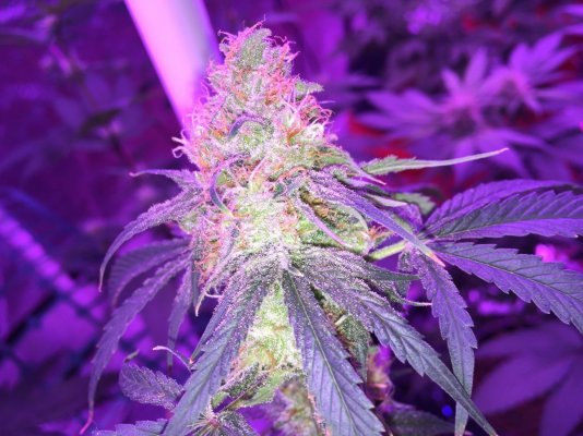 Pineapple Express