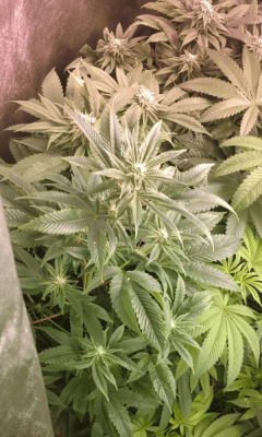 wp_ss_20171210_0001.png