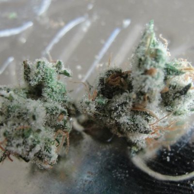 Let's See Your Frostiest Flowers