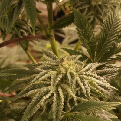 Who Has The Best Blueberry-tasting Strain?