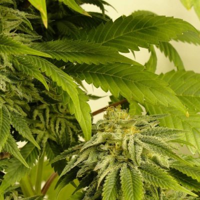 Who Has The Best Blueberry-tasting Strain?