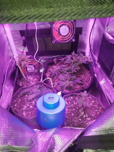 Mini Reptile Tank Grow Box