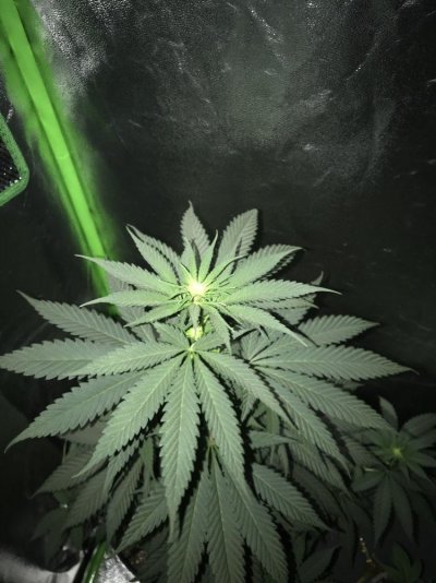 Could My Plant Be A Male ?