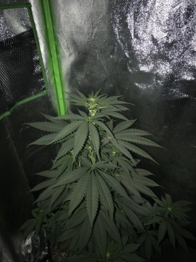 Could My Plant Be A Male ?
