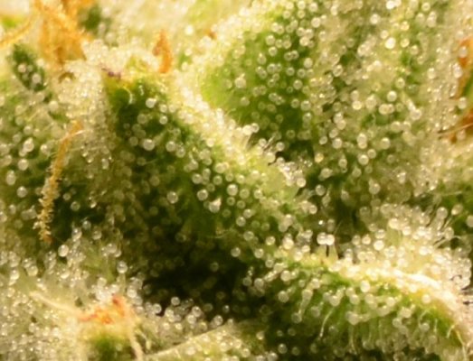 trichs_4.jpg