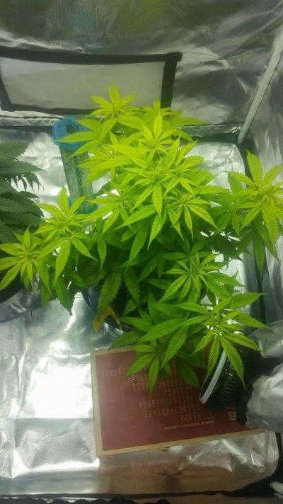 received_10157203367523066.jpeg