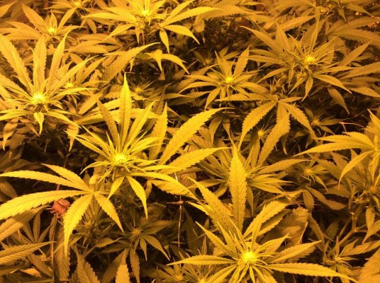 Mr.real's Grow Spot
