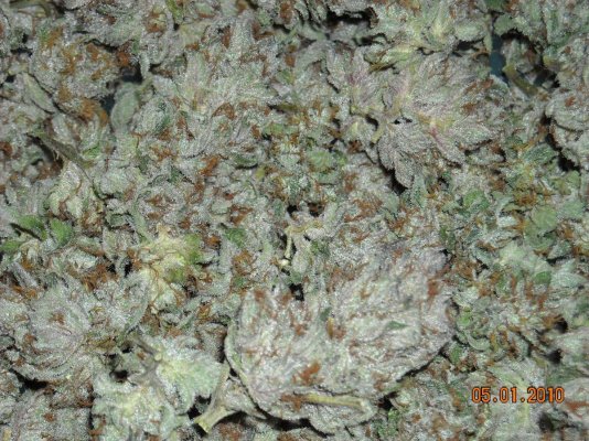 fire-og-kush-x-pre-98-bubba-dried-bud-shots-smf-8.jpg