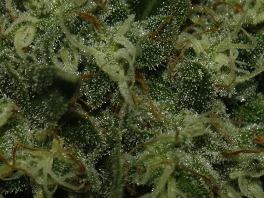 closeups#3.JPG