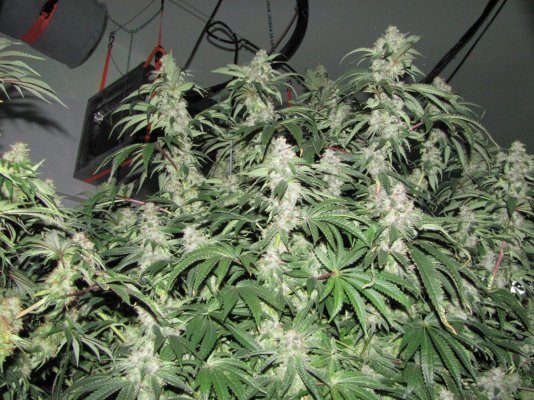 60 X 1000 Watts Under Current Hydro 20 Tons Of Ac And Some Co2