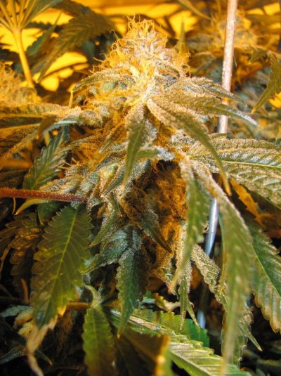 60 X 1000 Watts Under Current Hydro 20 Tons Of Ac And Some Co2
