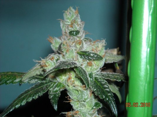chem-d-s1-39-days-4.jpg