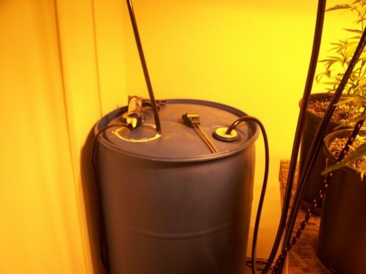 2kw-scrog-with-blackberry-kush-in-roots-coco-2nd-grow-5.jpg
