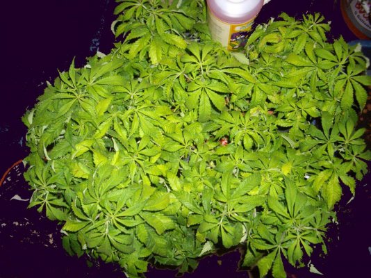 Cali Connection Chem Reaper Grow