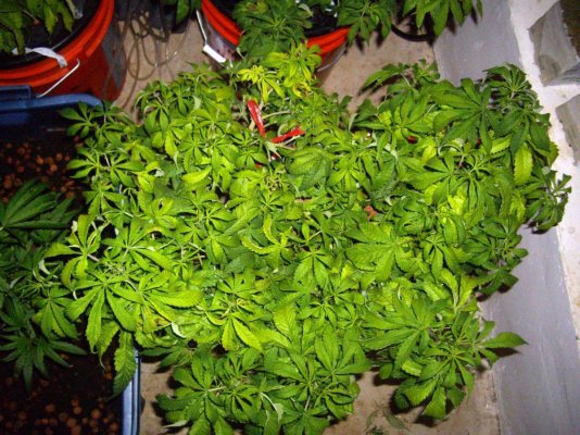 Cali Connection Chem Reaper Grow