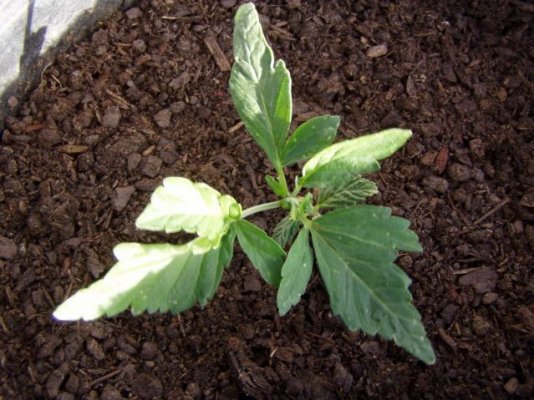 mazar polyploid.jpg