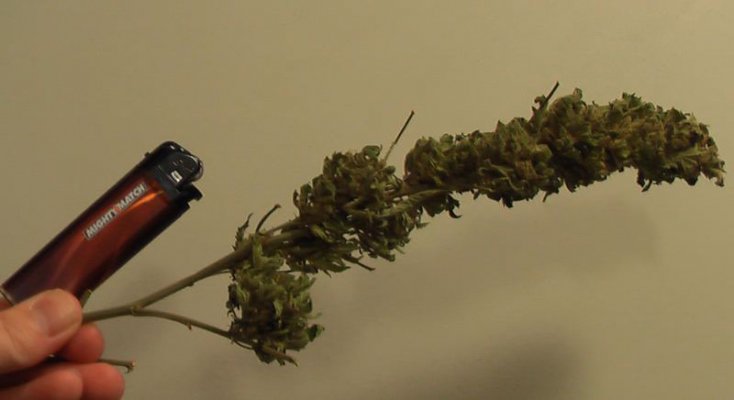 JackHerer cola.jpg