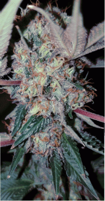 Death Star And A Little Gift From The Gods.