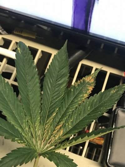 whats-on-these-leaves.jpeg