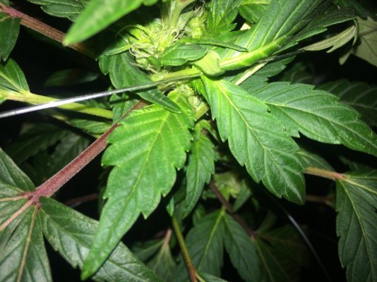 leaves-growing-sideways-6.jpeg