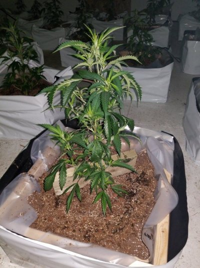 Fruity Pebbles Og / Med-man Bed Grow