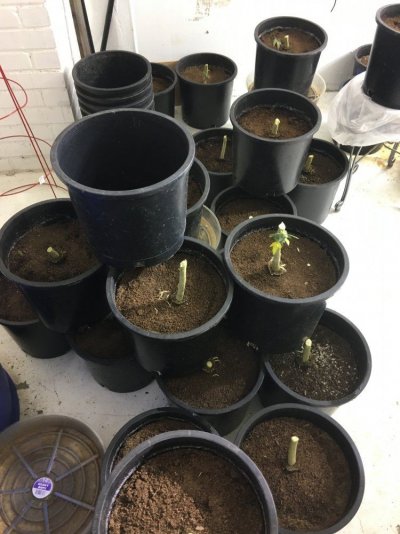 Adub Sancho Og 6000 Way Hps Sealed Room