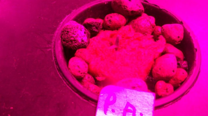 firing-up-my-hydroponic-white-widow-and-power-african-strain-grow-4.jpg
