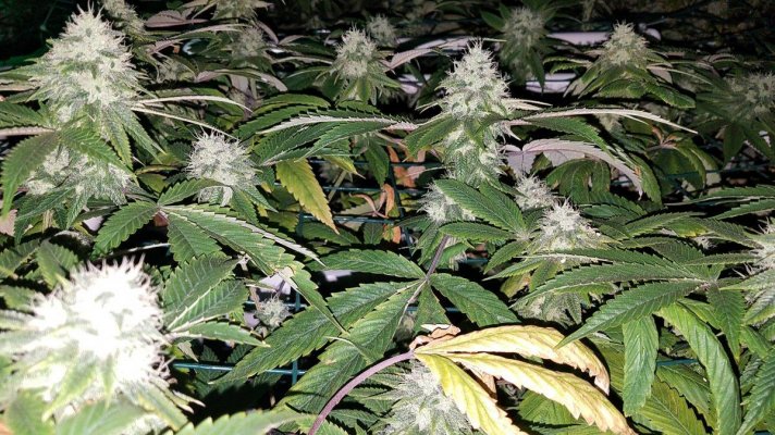 Topdawg 91 Chem And Sour Sensi Star