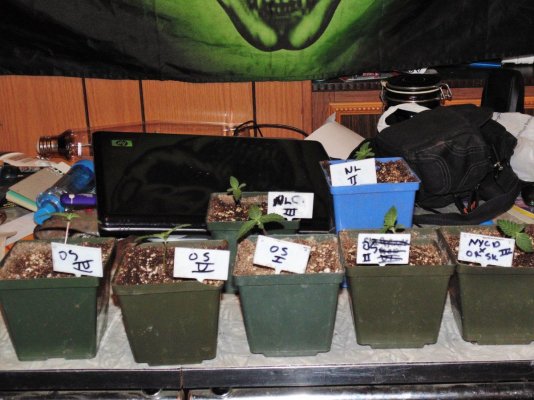 Bare Bones Seeds And Clones Albertas Own  Alberta Grown Genetics