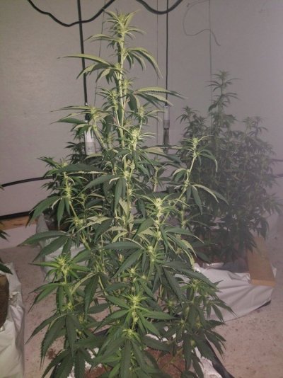 Fruity Pebbles Og / Med-man Bed Grow