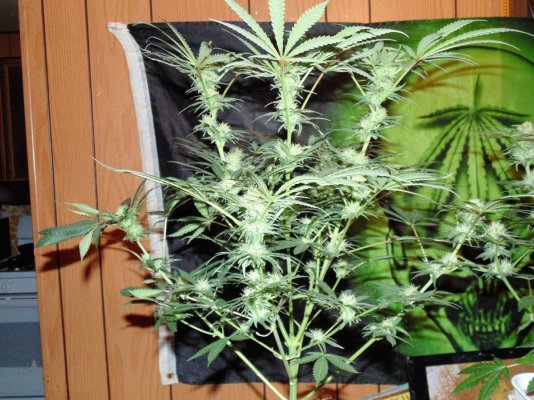 Bare Bones Seeds And Clones Albertas Own  Alberta Grown Genetics