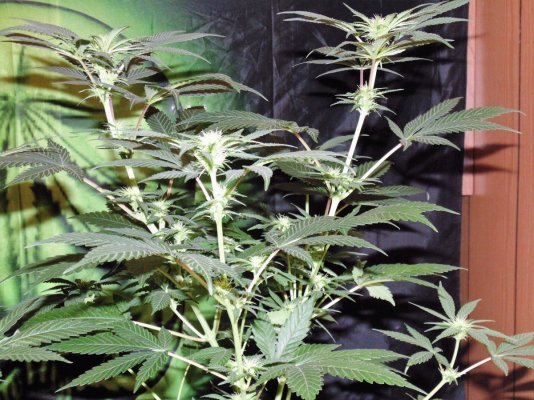 Bare Bones Seeds And Clones Albertas Own  Alberta Grown Genetics