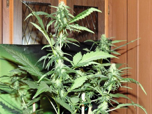 Bare Bones Seeds And Clones Albertas Own  Alberta Grown Genetics