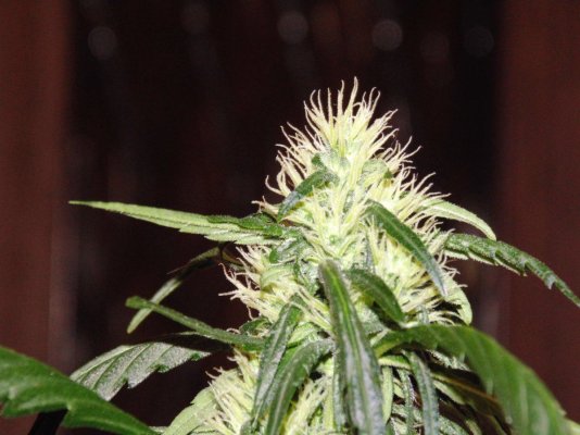 Bare Bones Seeds And Clones Albertas Own  Alberta Grown Genetics