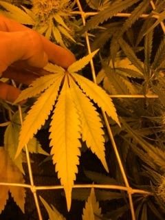 why-are-my-plants-changing-colour.jpg