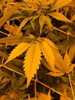 Why Are My Plants Changing Colour